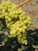 Click for 2 image(s) for this accession. Fruit